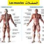 صويرات تعليمية كبيرة العضلات Les muscles