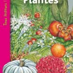 Plantes  - Niveau 1, Cycle 2